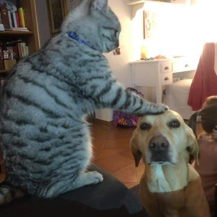 meme hài hước chó mèo cute
