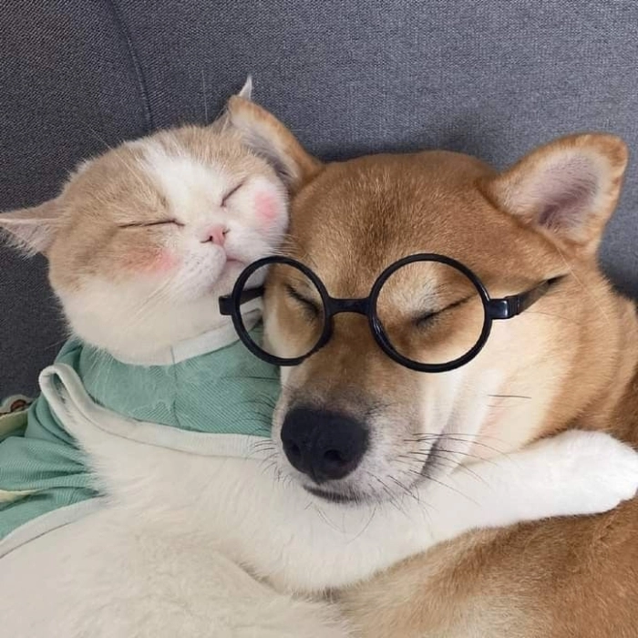 ảnh chế chó mèo