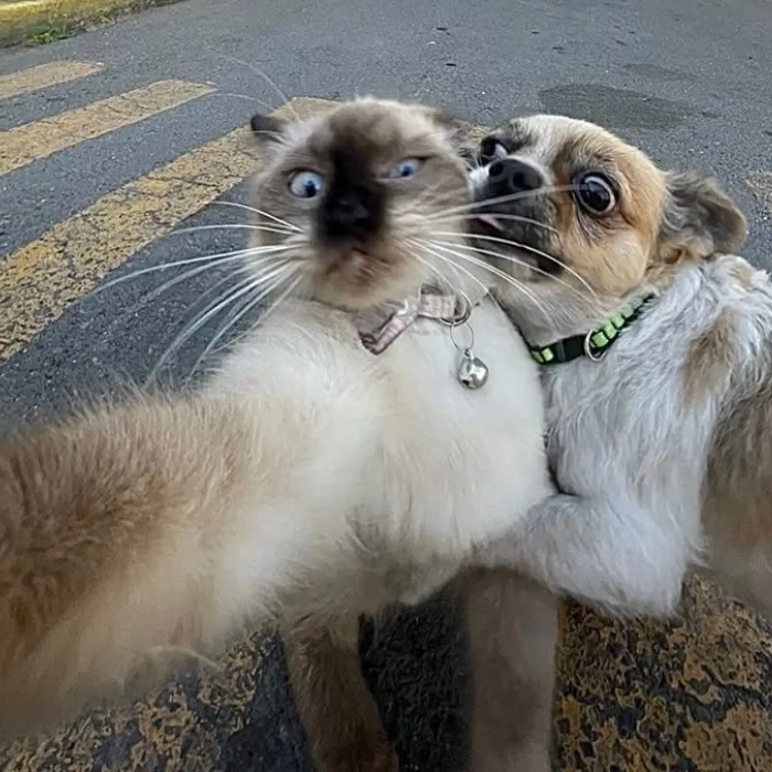 meme chó mèo bựa lầy lội