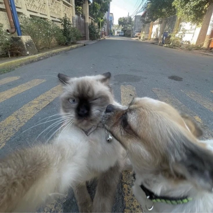 ảnh meme chó mèo vui nhộn
