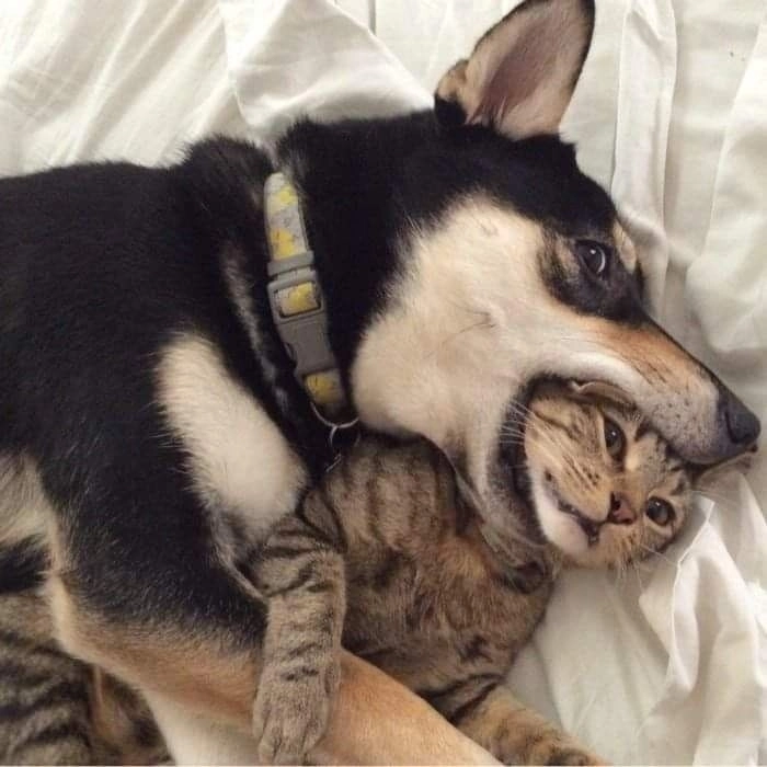 meme chó và mèo cười xỉu
