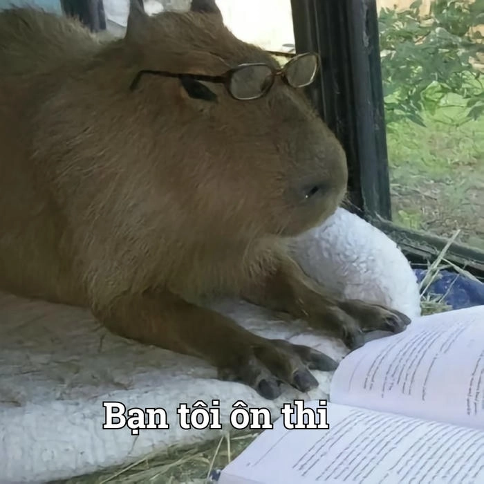 Meme capybara cười xỉu