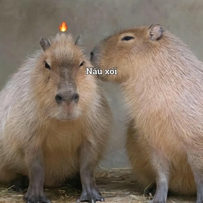 Capybara meme hài hước cực chất