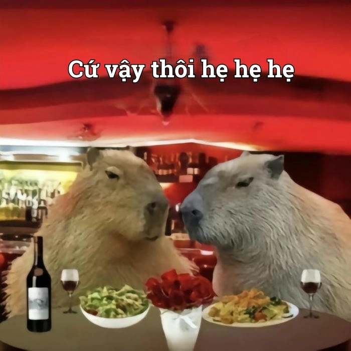 Capybara meme cute quá hài