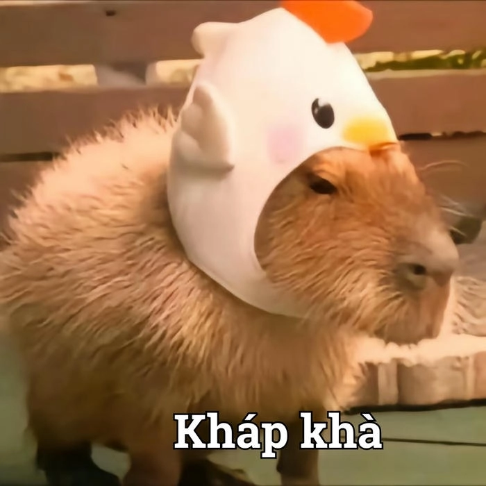 Hình capybara meme cute hài hước