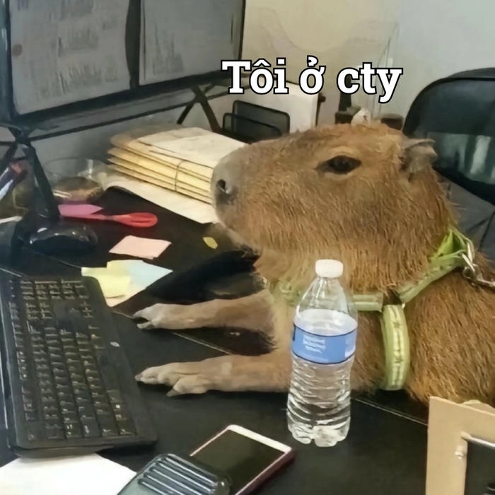Capybara meme dễ thương đang hot