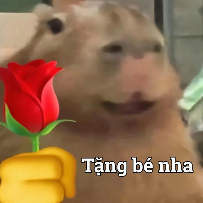 Capybara meme nhìn cưng
