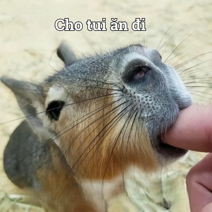 Con capybara meme cực kỳ cute