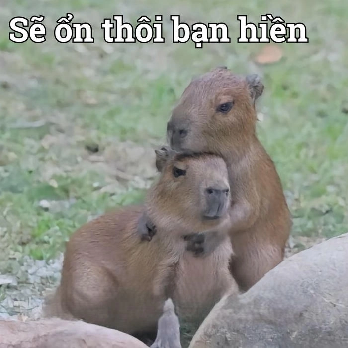 Hình ảnh capybara meme siêu hài