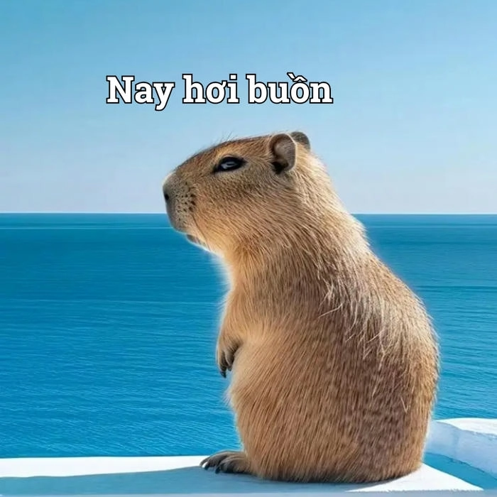 Ảnh meme capybara siêu hot