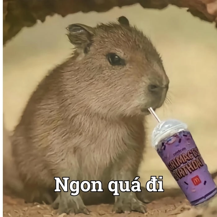 Capybara meme anime đáng yêu