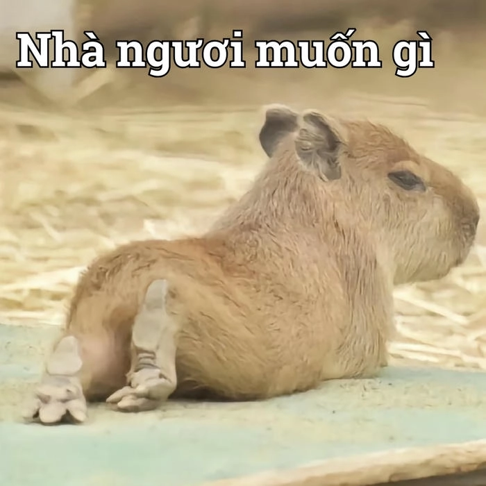 Capybara meme cute hài bá đạo