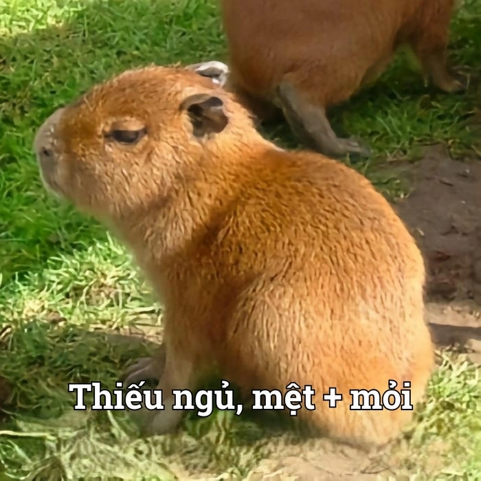Meme anime capybara siêu ngộ nghĩnh