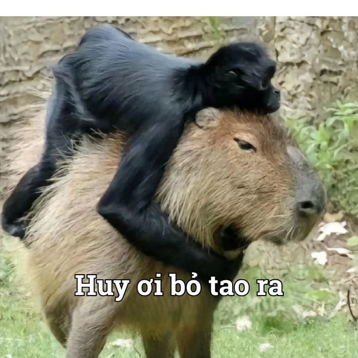 Con capybara meme dễ thương