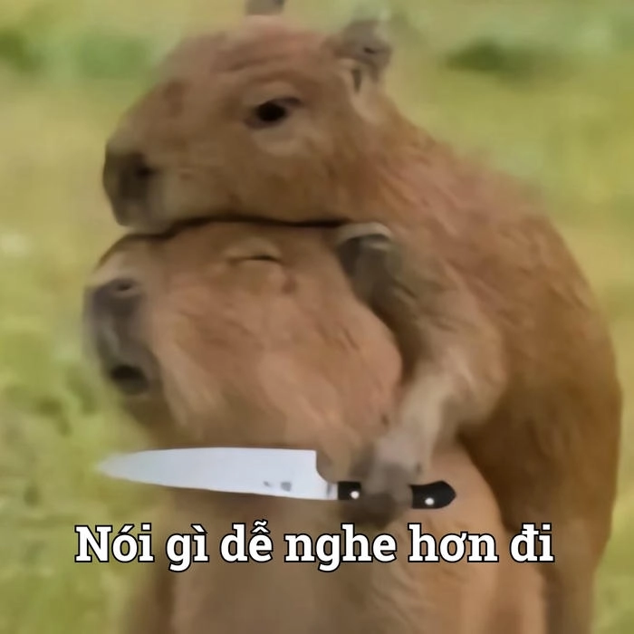 Meme capybara cầm dao nhìn hài