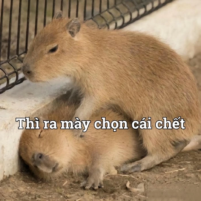 Con capybara trong meme cực dễ thương