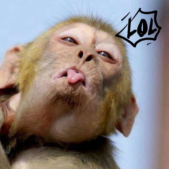 ảnh meme xàm lol con khỉ