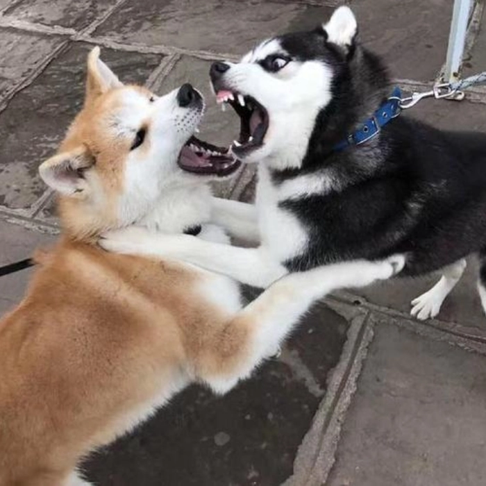 meme hai con chó sủa nhau 