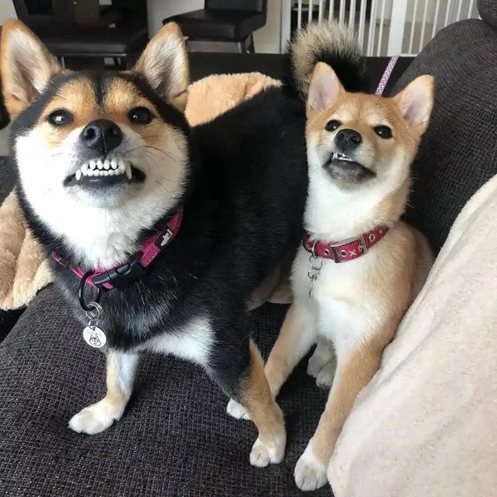 ảnh meme đôi chó buồn cười 