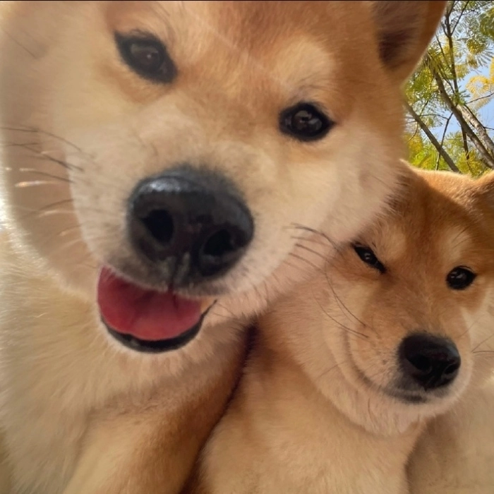 meme cặp chó biểu cảm hài hước 