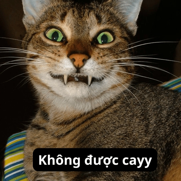 Bạn cay tôi à meme châm biếm