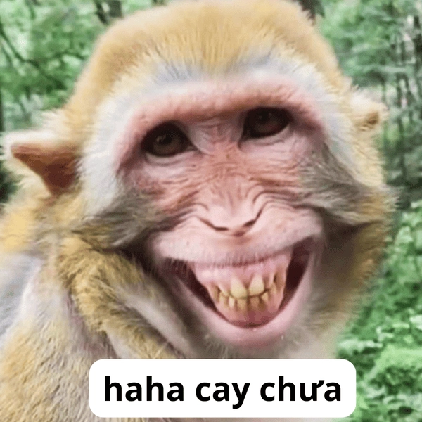 meme bạn cay tôi à hài hước