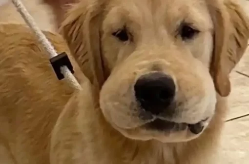 190+ hình ảnh meme chó bị ong đốt hài hước nhất 2025