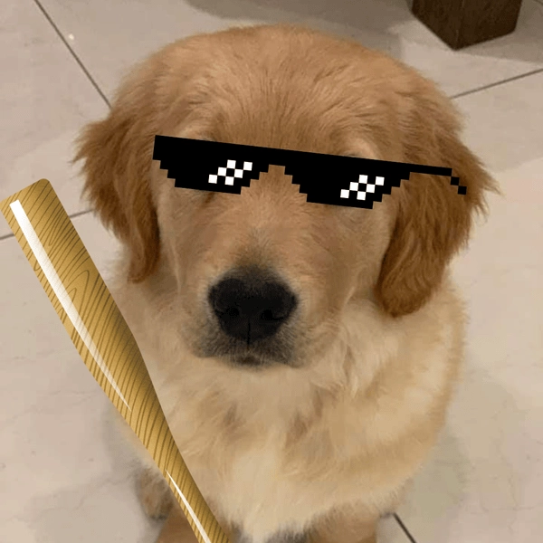 Meme hài chó cầm gậy bá đạo