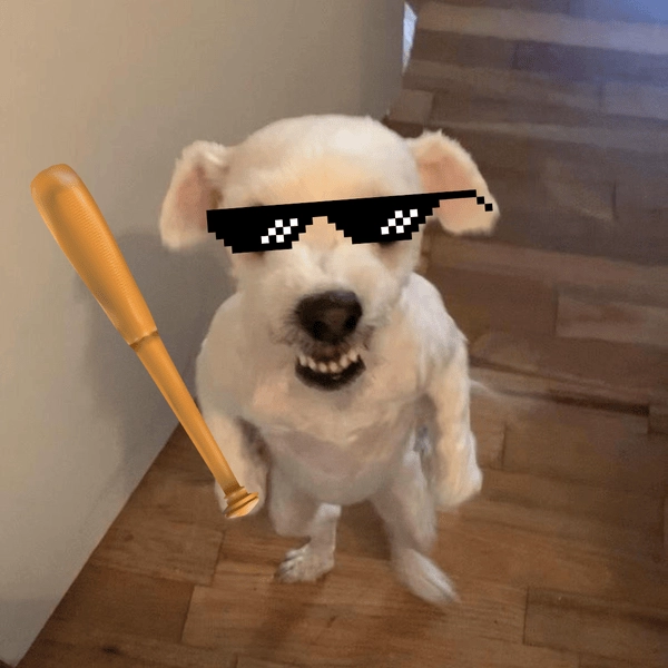 Meme động vật chó cầm gậy