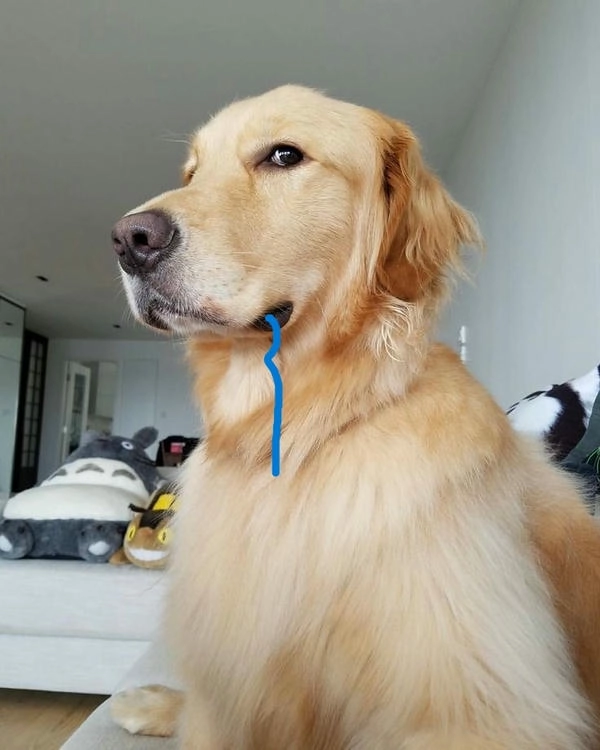 Chó chảy nước dãi meme ngộ nghĩnh