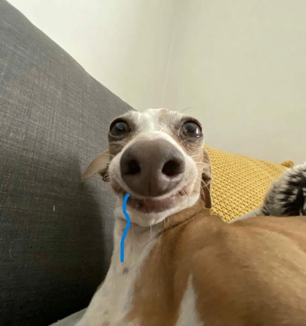 Meme con chó chảy nước miếng cực hài