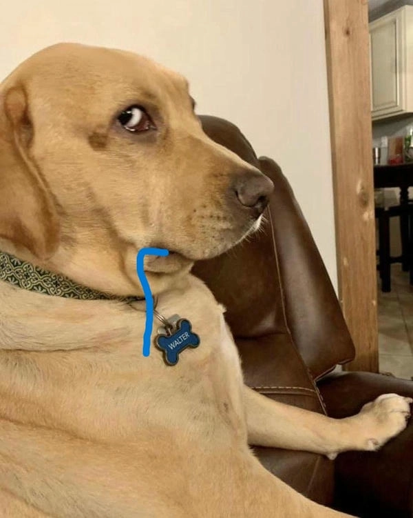 Meme chó hài chảy nước dãi