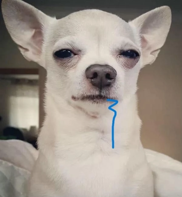 Meme hài chó chảy nước dãi