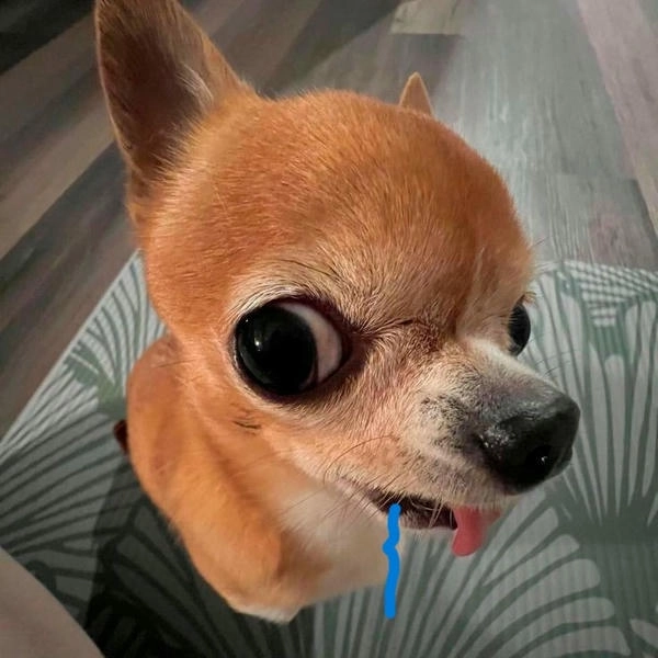 Chó chảy nước dãi meme lầy