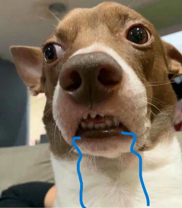 Ảnh meme chó chảy miếng hài