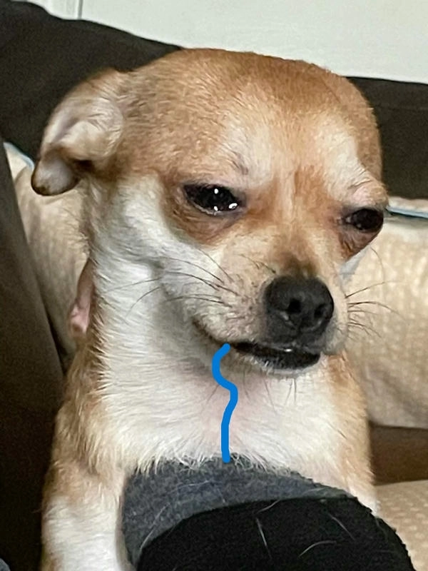 Chó chảy dãi trong meme hài