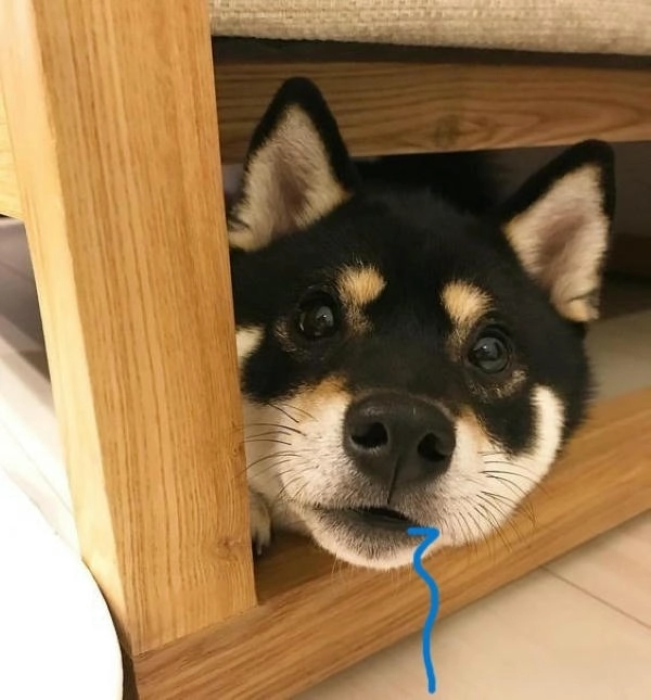 Meme chó buồn cười chảy dãi