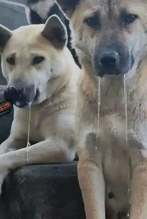 Meme chó ngộ nghĩnh chảy dãi