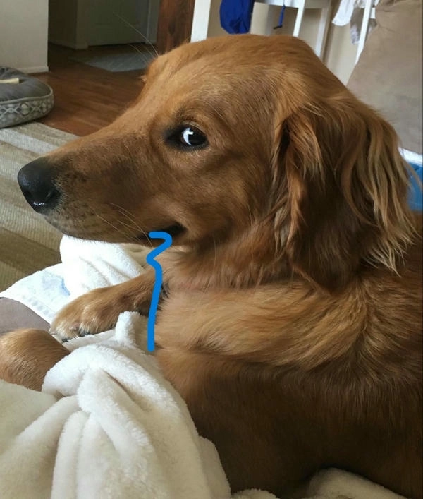 Meme chó chảy dãi dễ thương