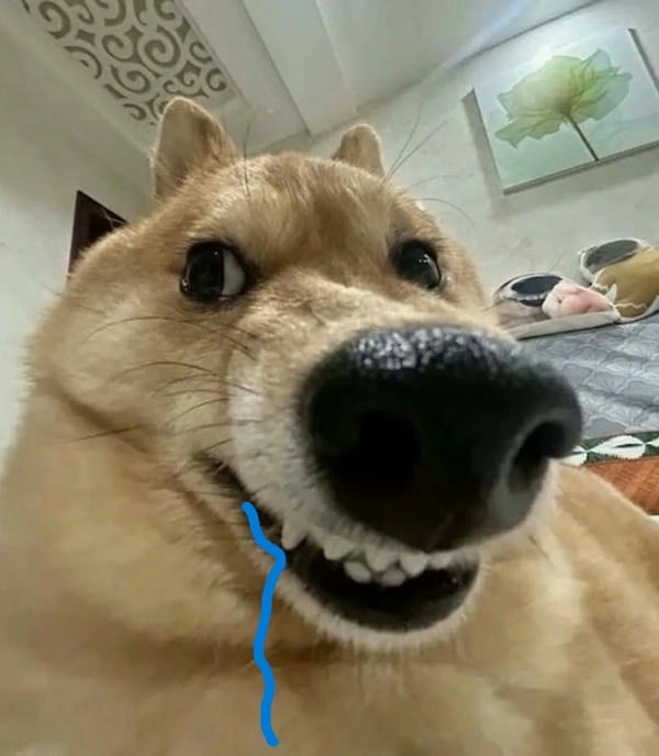 Meme con chó chảy dãi hài