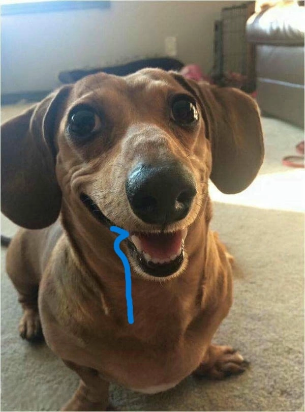 Ảnh meme chó chảy nước miếng