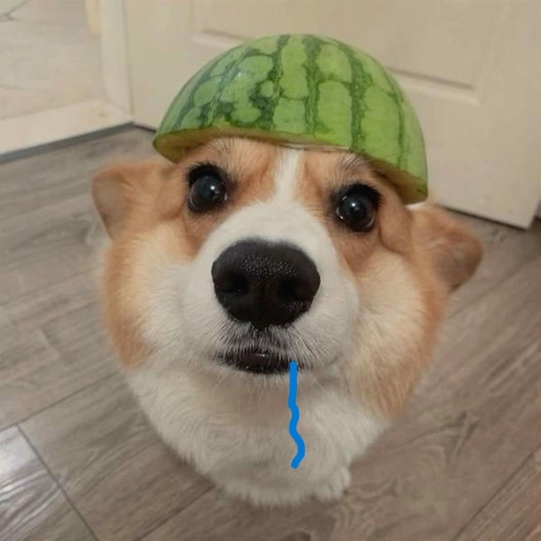 Meme chó chảy dãi cực hài