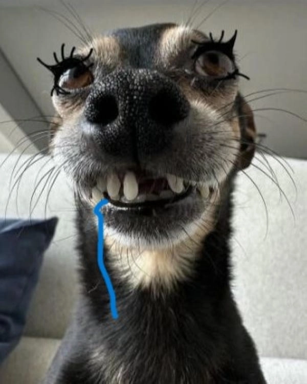 Meme chó chảy nước dãi đáng yêu