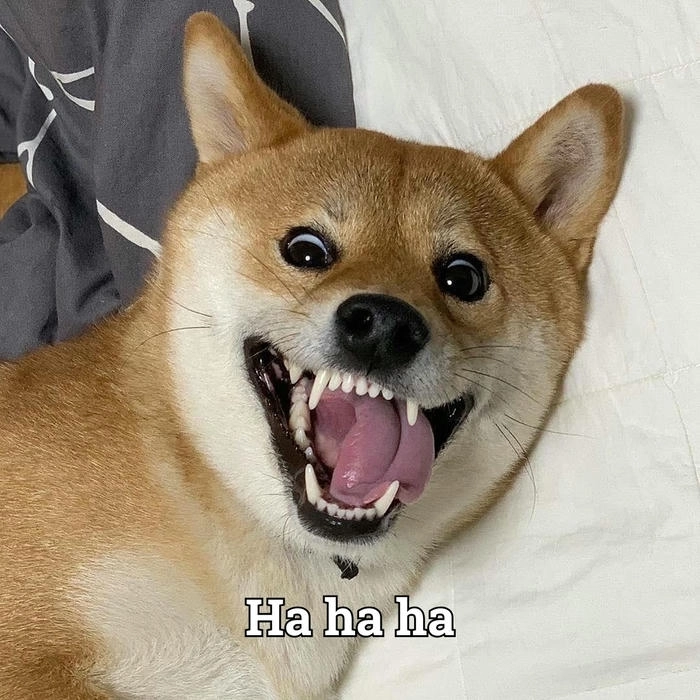 Meme chú chó đang cười nhếch mép đểu