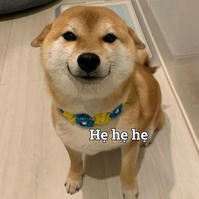 Hình vui meme chó cười khinh