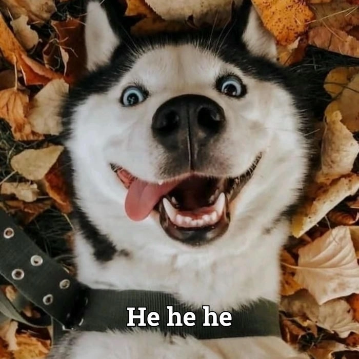 Meme hài hước con chó cười đểu