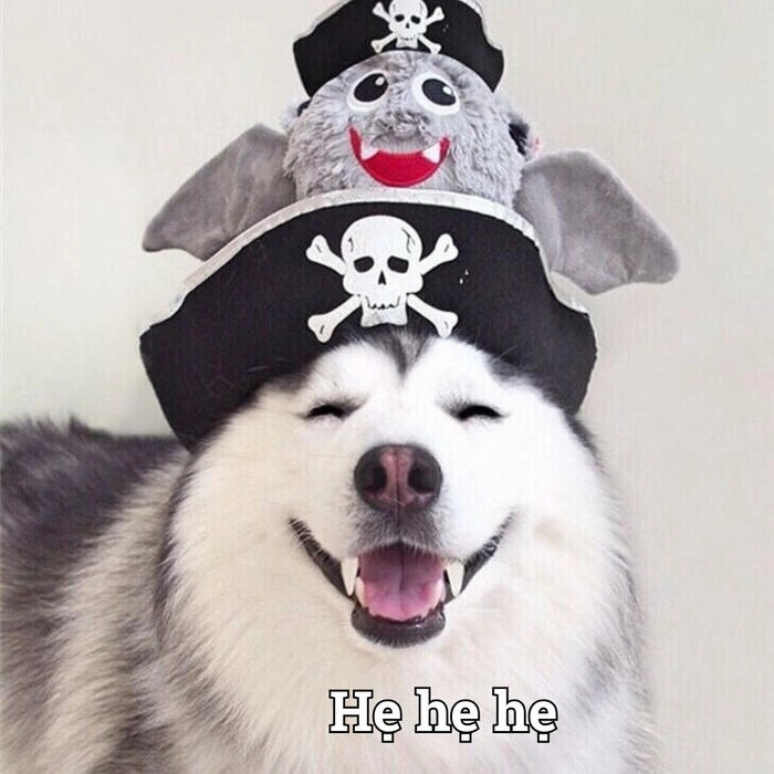 Meme con chó biểu cảm cười đểu