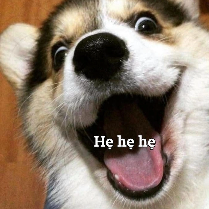 meme chó cười đểu hài hước