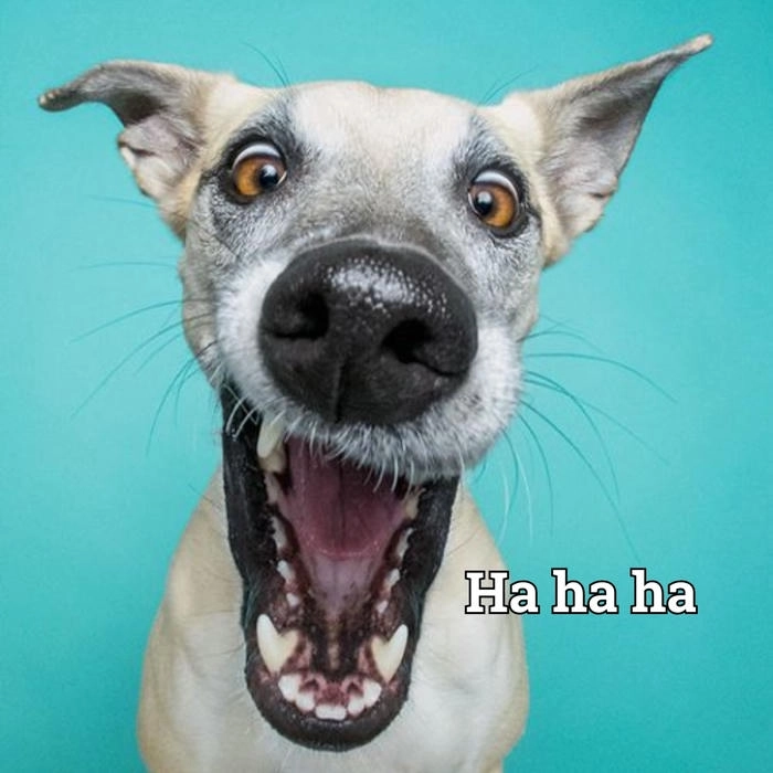 Chó cười đểu meme cực vui