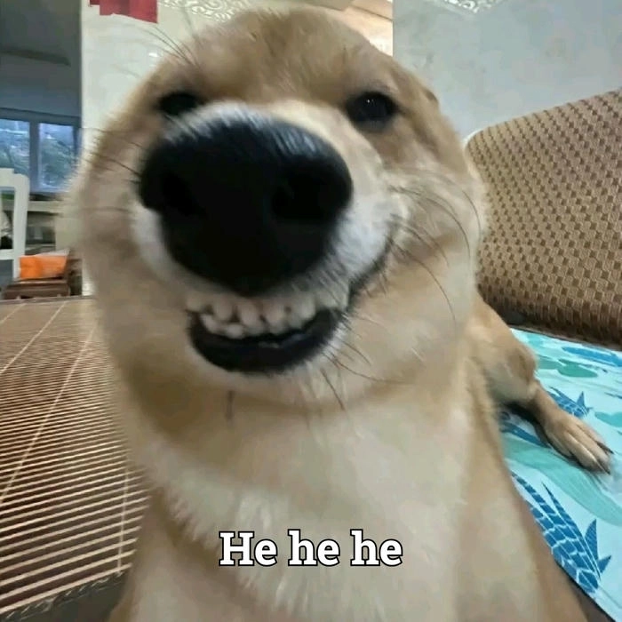 Hình meme chó cười nham hiểm